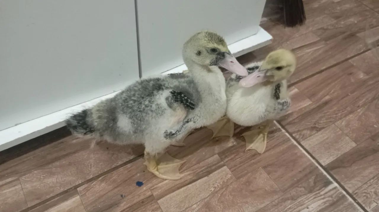 Patos  40 reais  - Foto 4