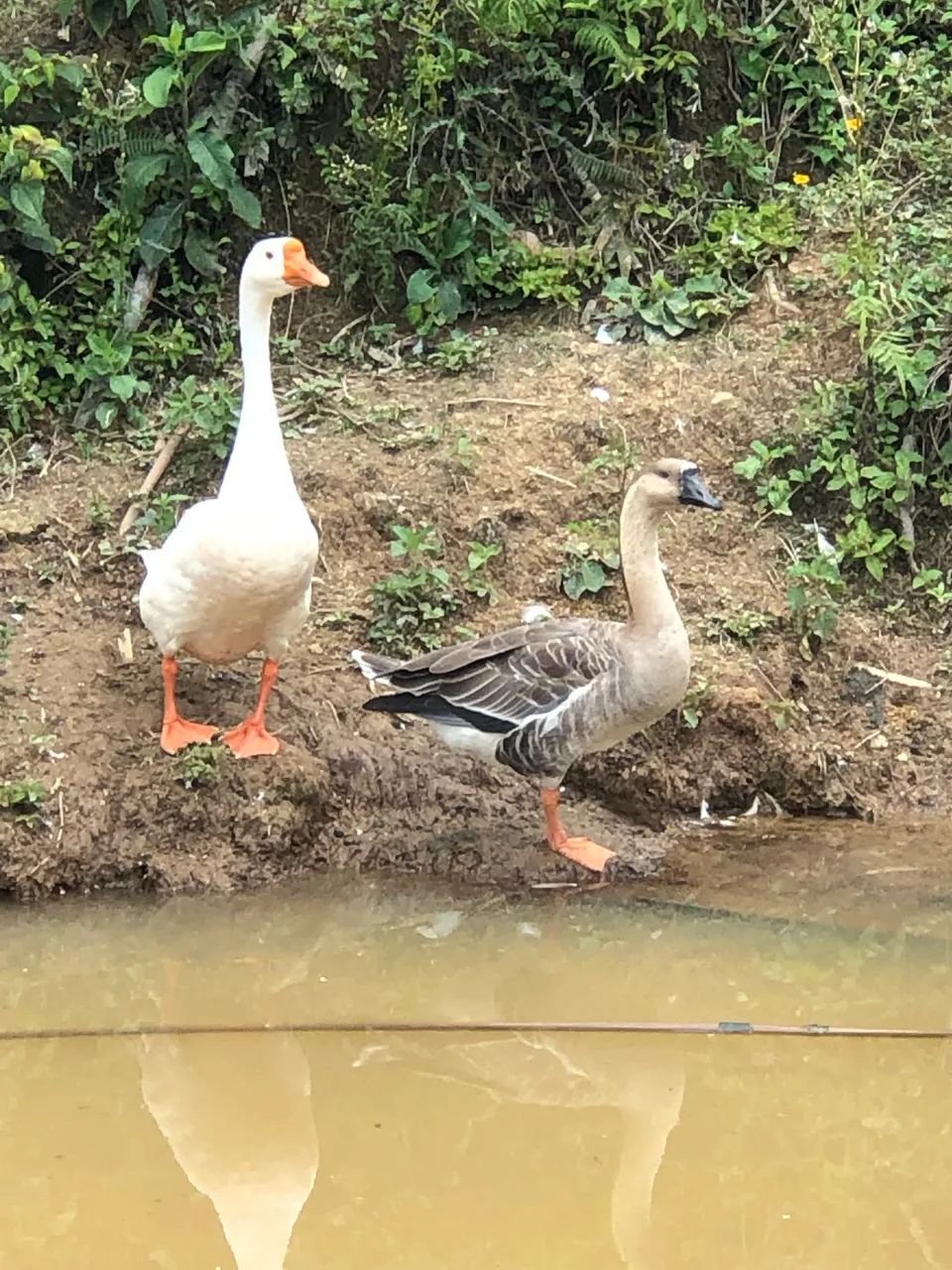 Casal de Ganso Sinaleiro Chines