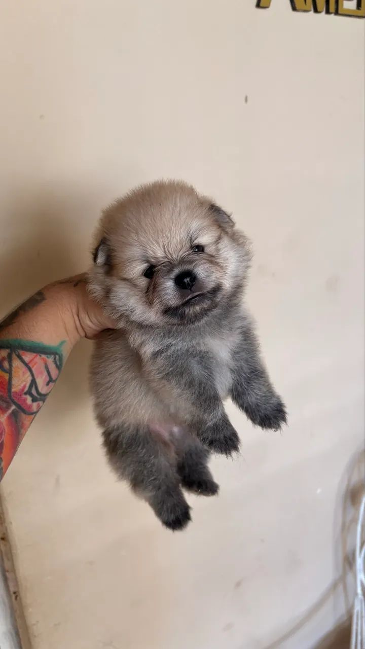Spitz alemão anão vacinado e com pedigree 