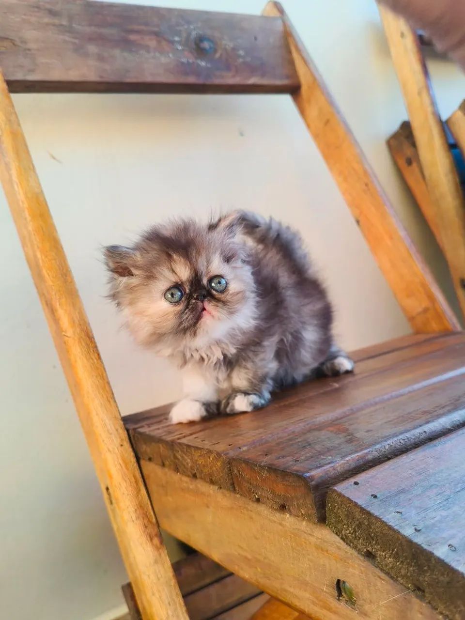 PERSA TopShow - FÊMEA Cor Black Tortie - Foto 3