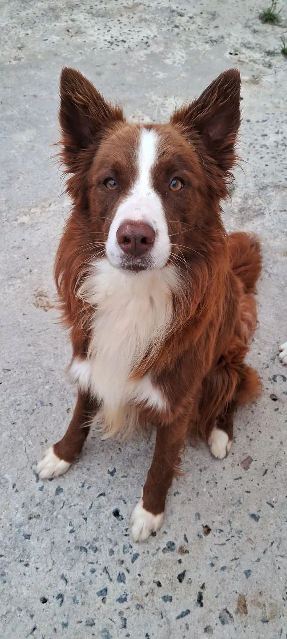Doação Border Collie - Foto 2