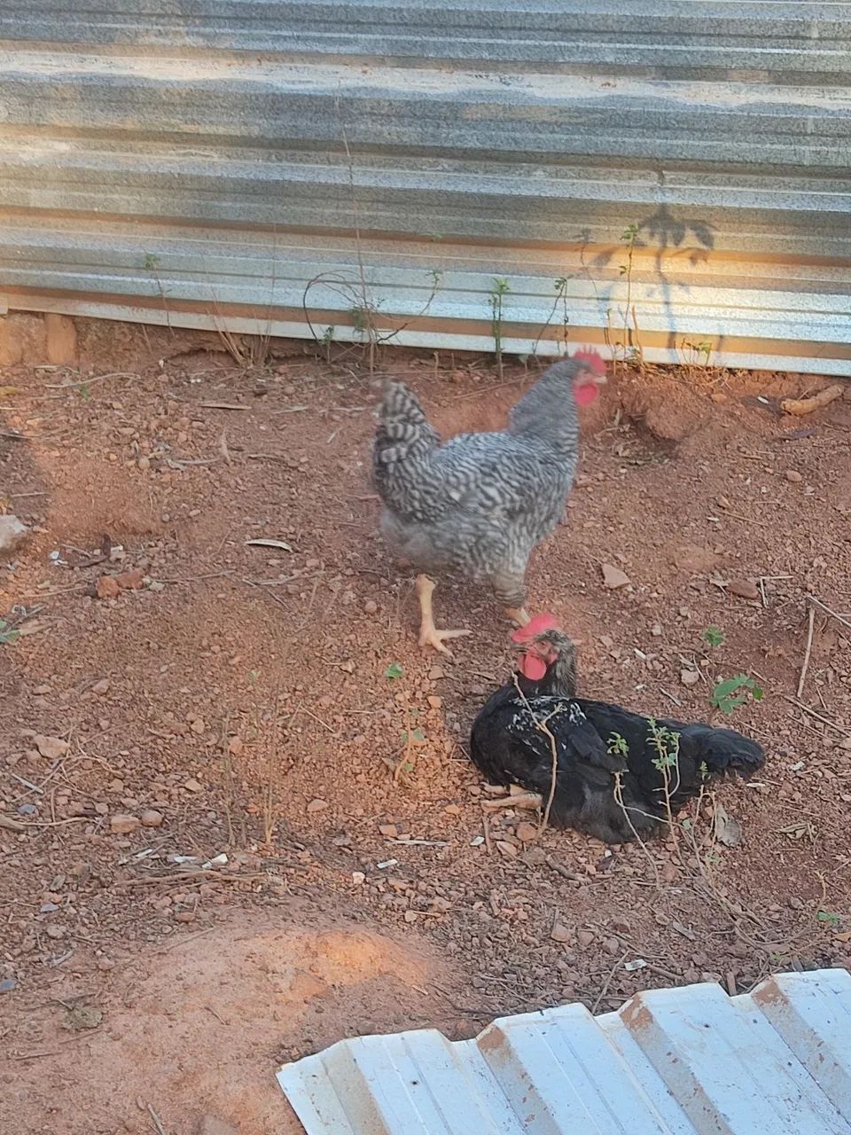 Frangos e patos  - Foto 4