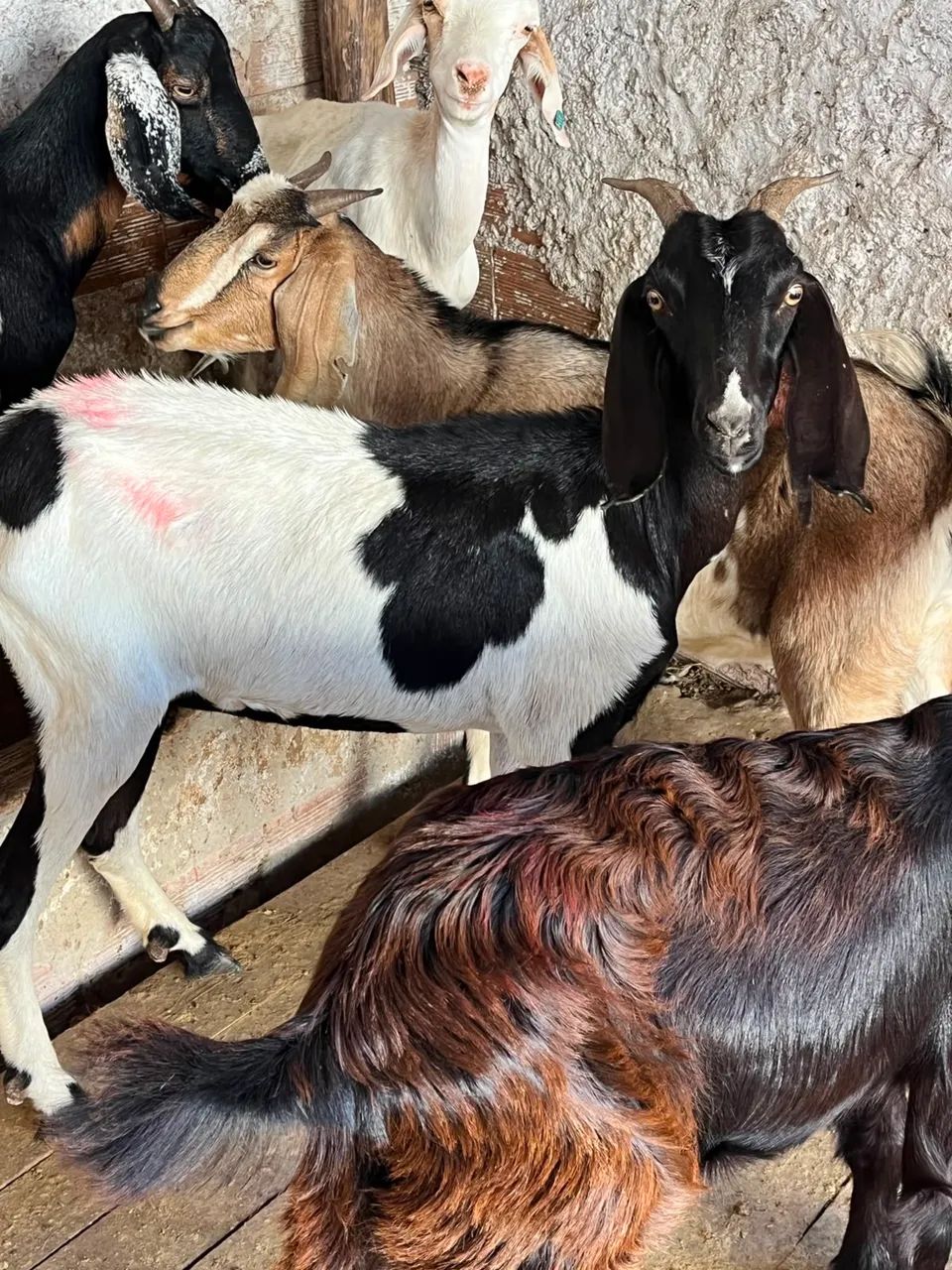 Cabras - Foto 5