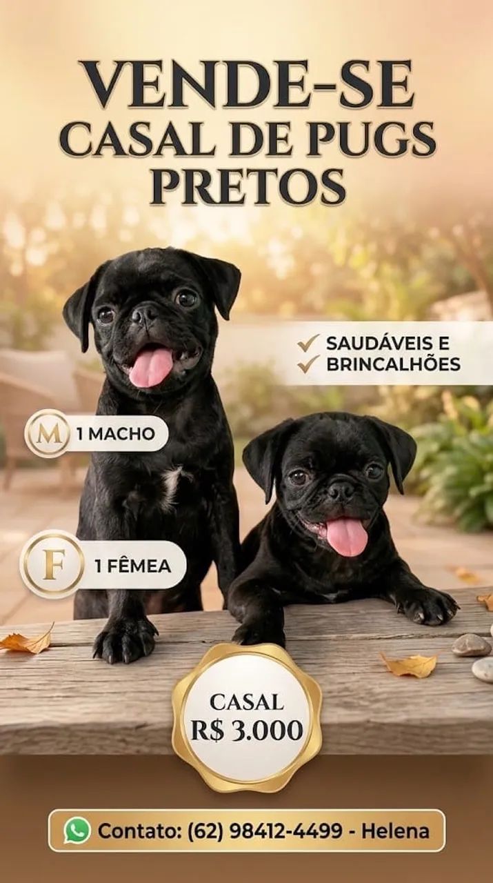 Pug