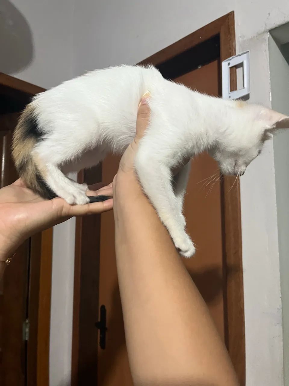 Doação de gata - Foto 3