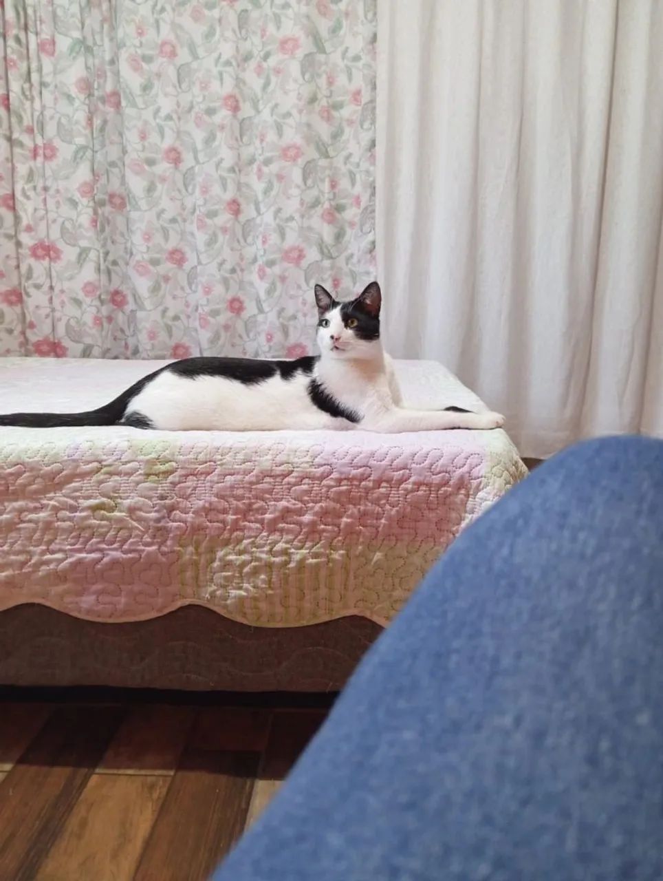 Doação Gato  - Foto 2