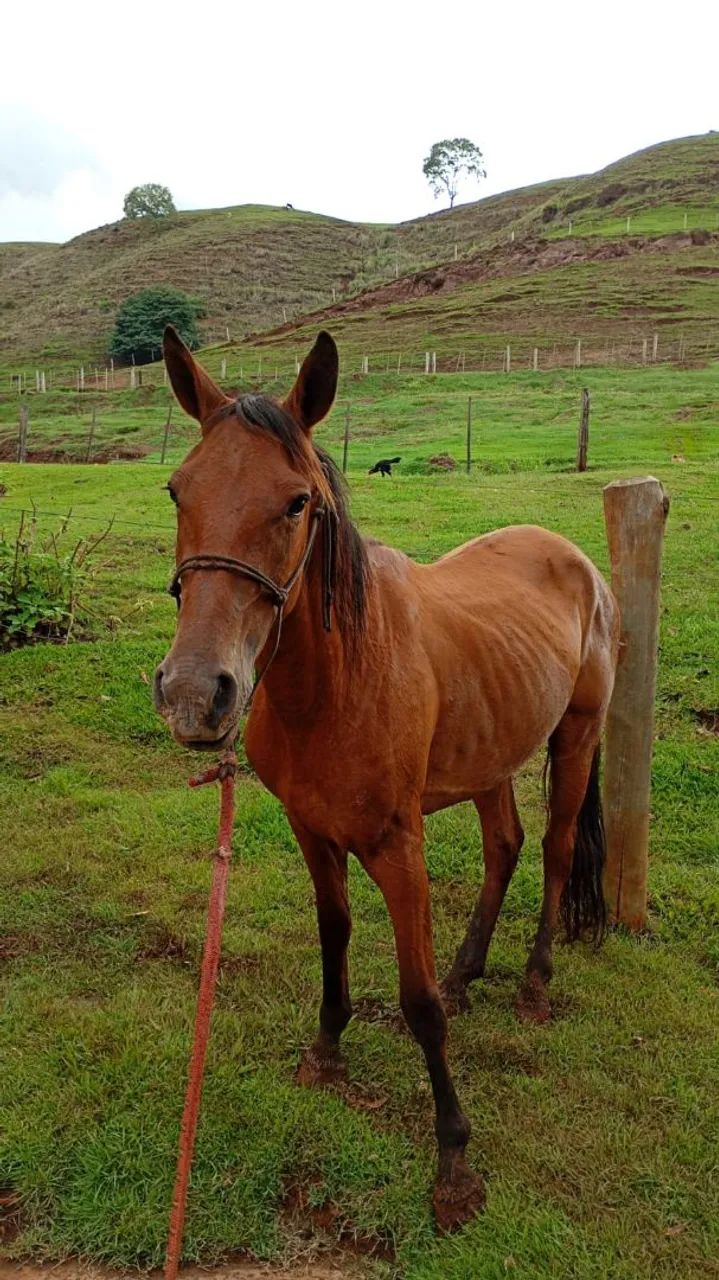 Vende-se egua 3 anos mansa anda ate mo pelo andadeira  - Foto 4