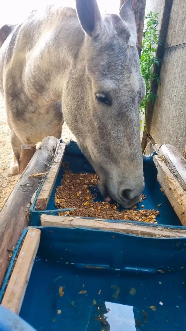 Vende-se égua  - Foto 2