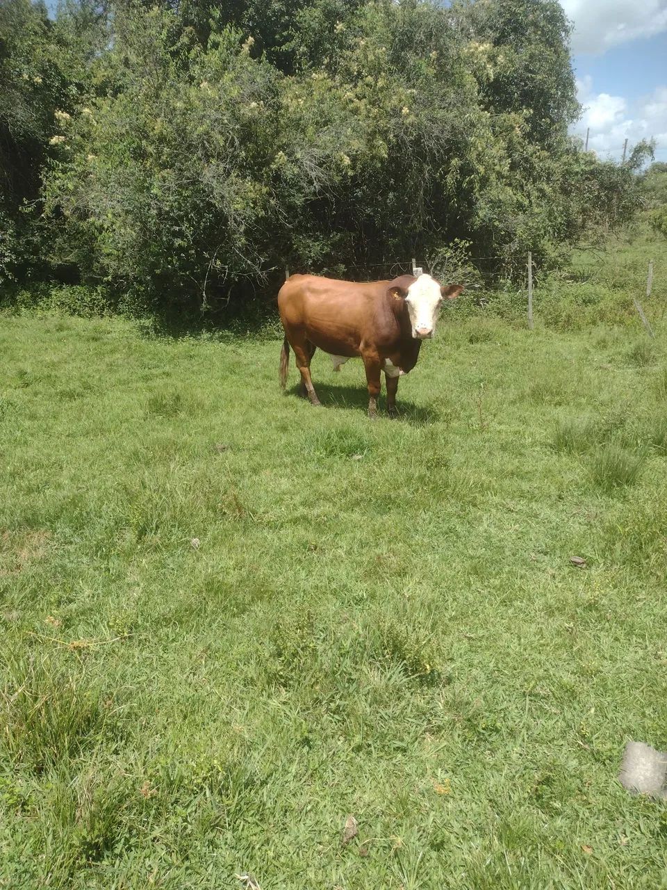 Touro  - Foto 3