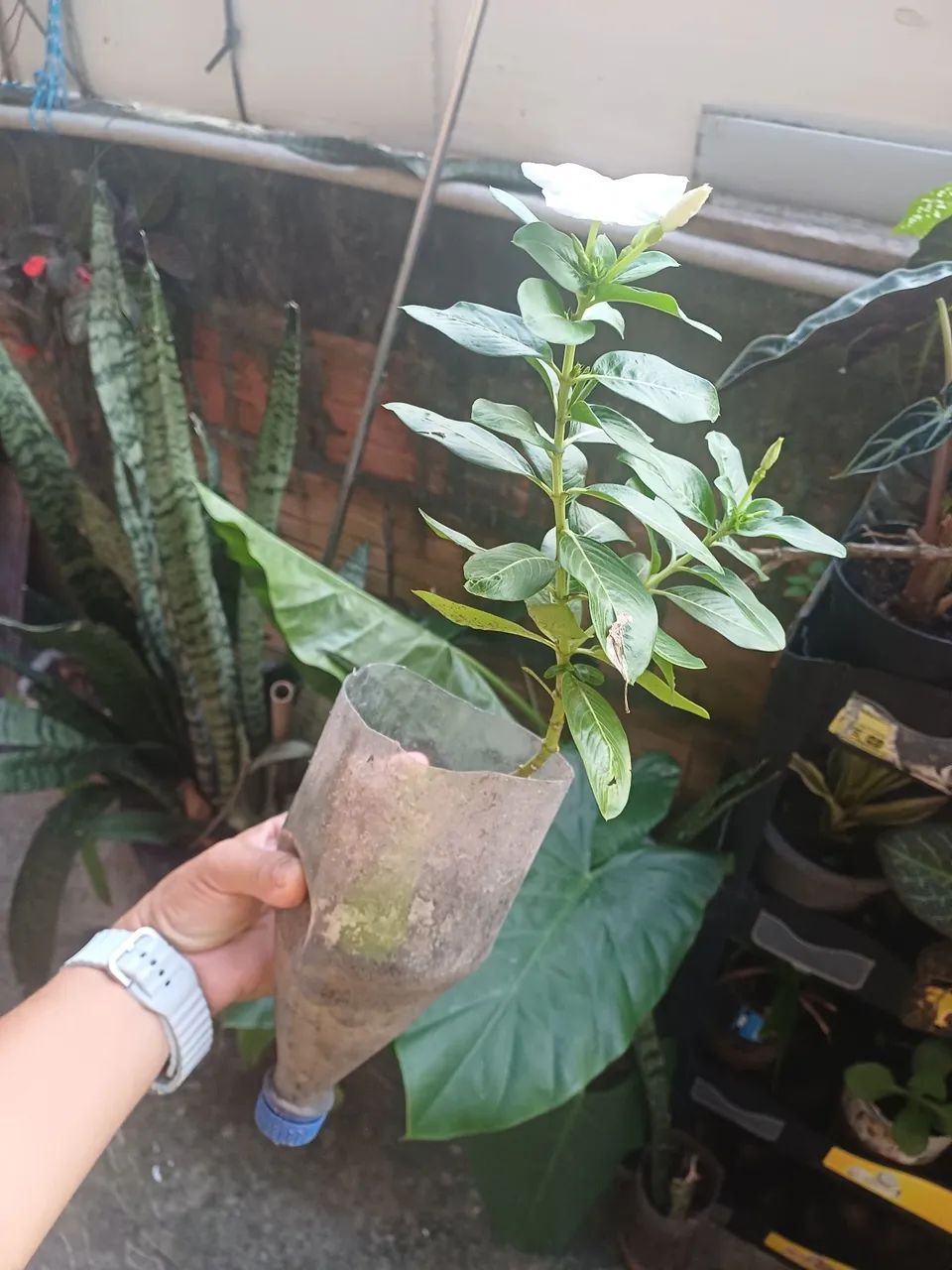 Plantas e mudas de Vinca  - Foto 5