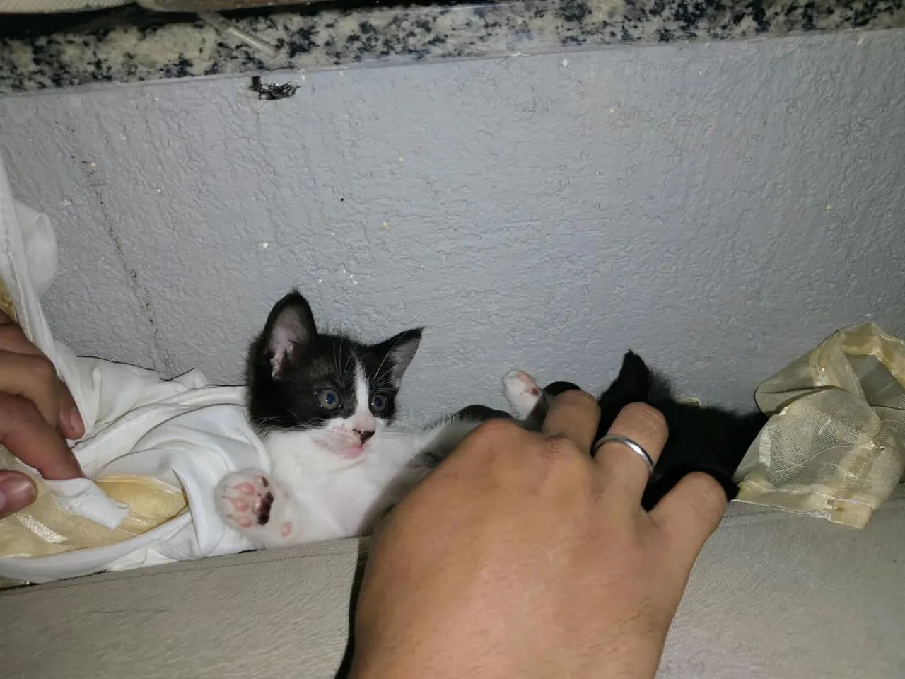Doação 
