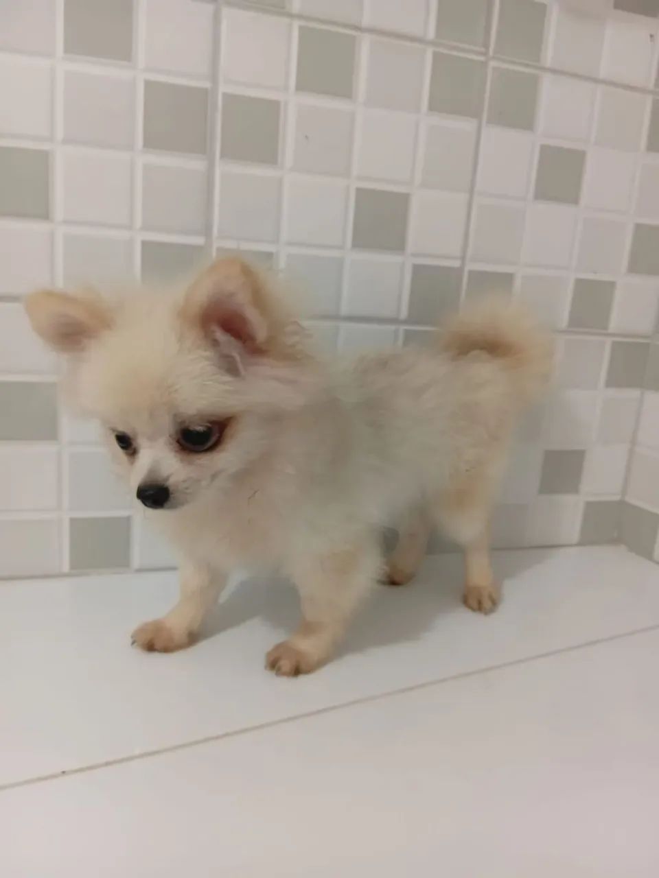 Spitz alemão 