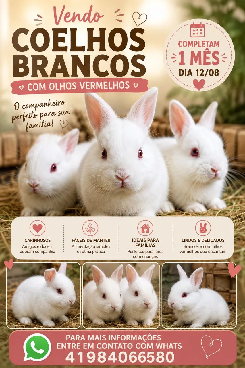 Coelhos - Foto 5