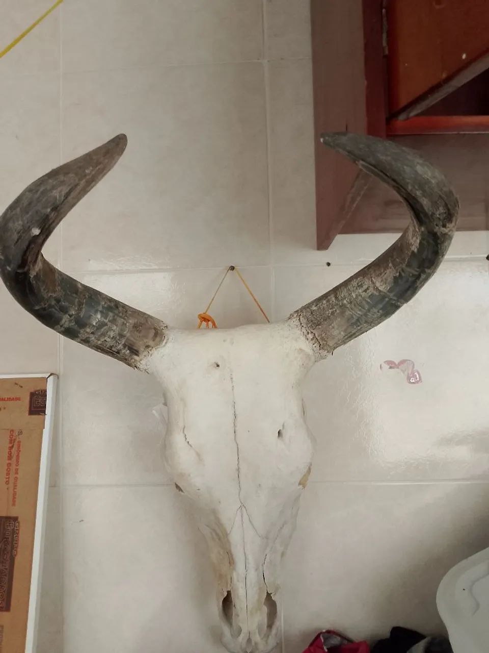 Cabeça de Boi tratada 