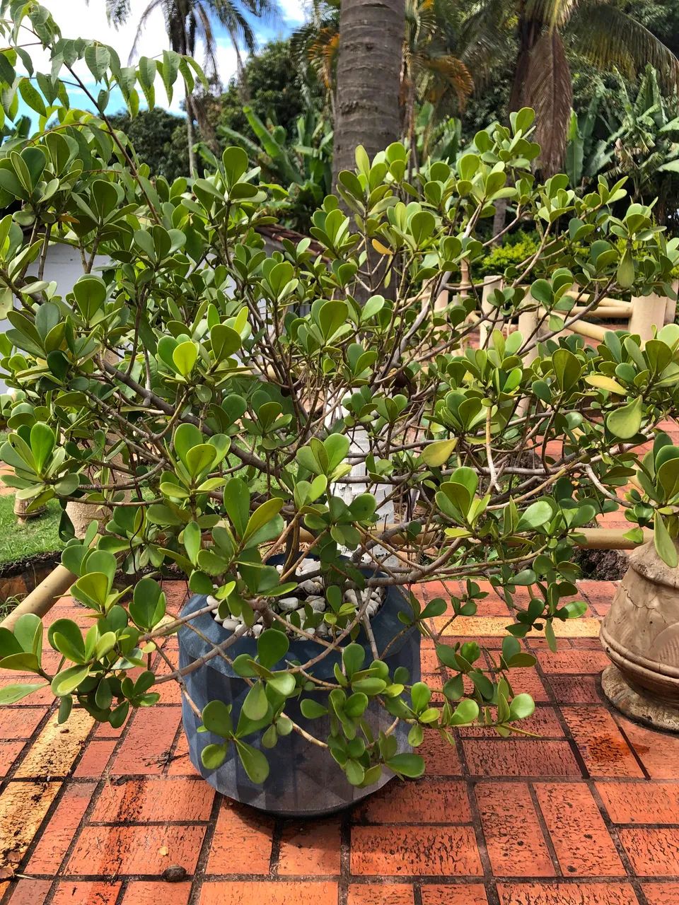 Vaso pronto com plantas - Foto 5