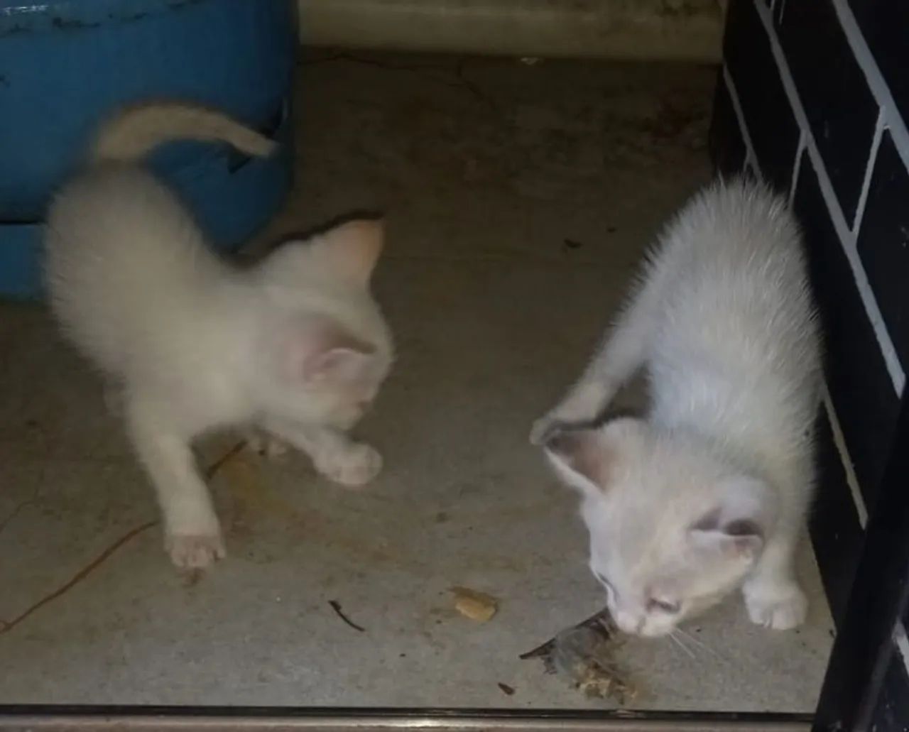 Doação de gatos