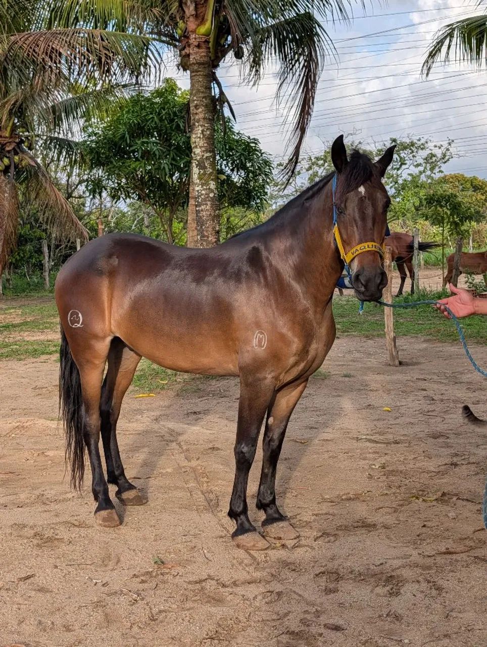 Cavalo (filho do Iraque Pontal)