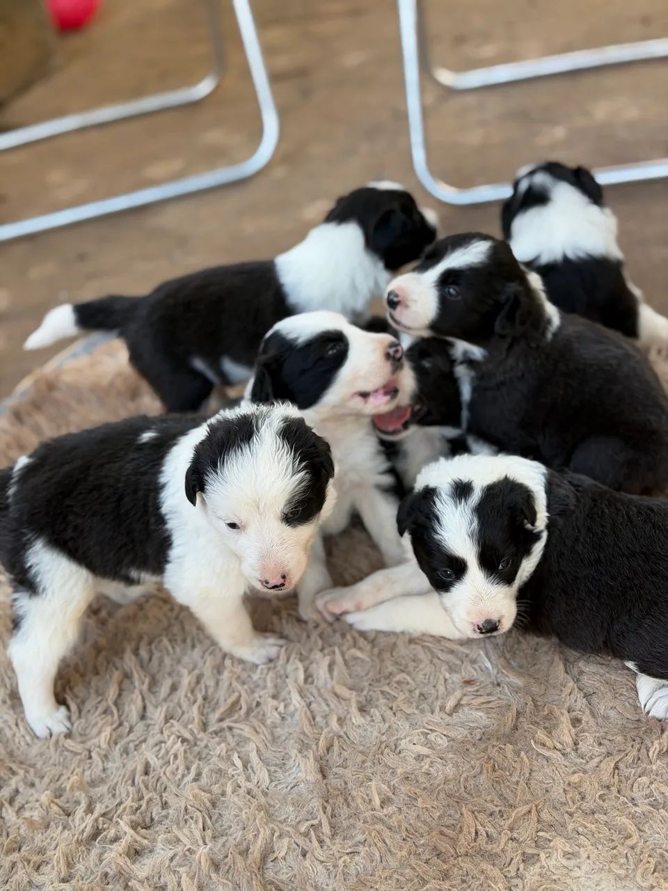 Border Collie - Foto 5