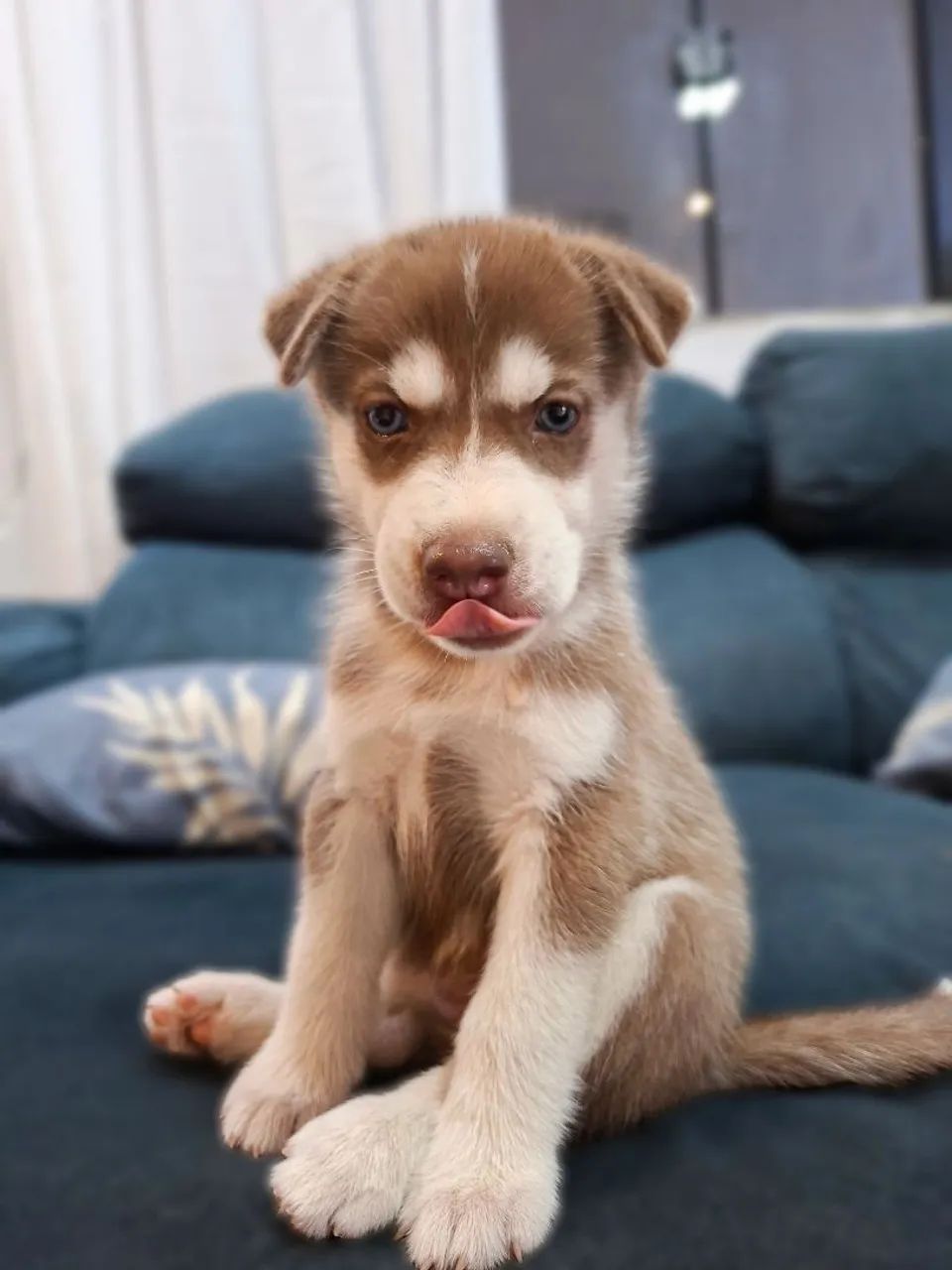 Husky 