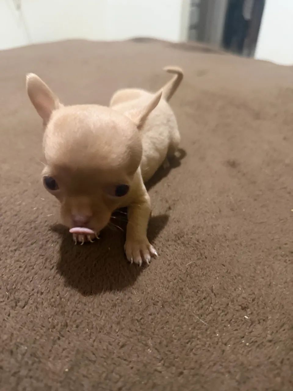 Chihuahua - Foto 3