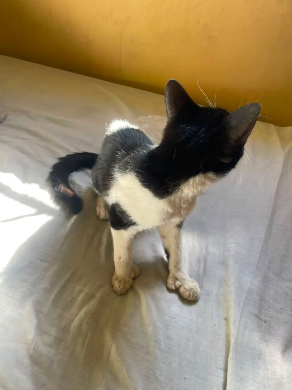 Doação de uma gata  - Foto 3