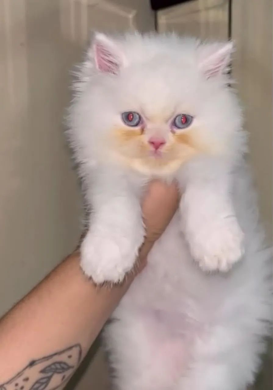 Gato persa  - Foto 2