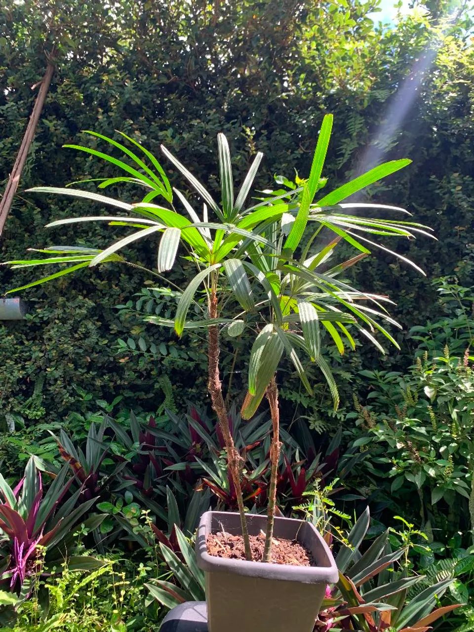 Palmeira - Foto 2