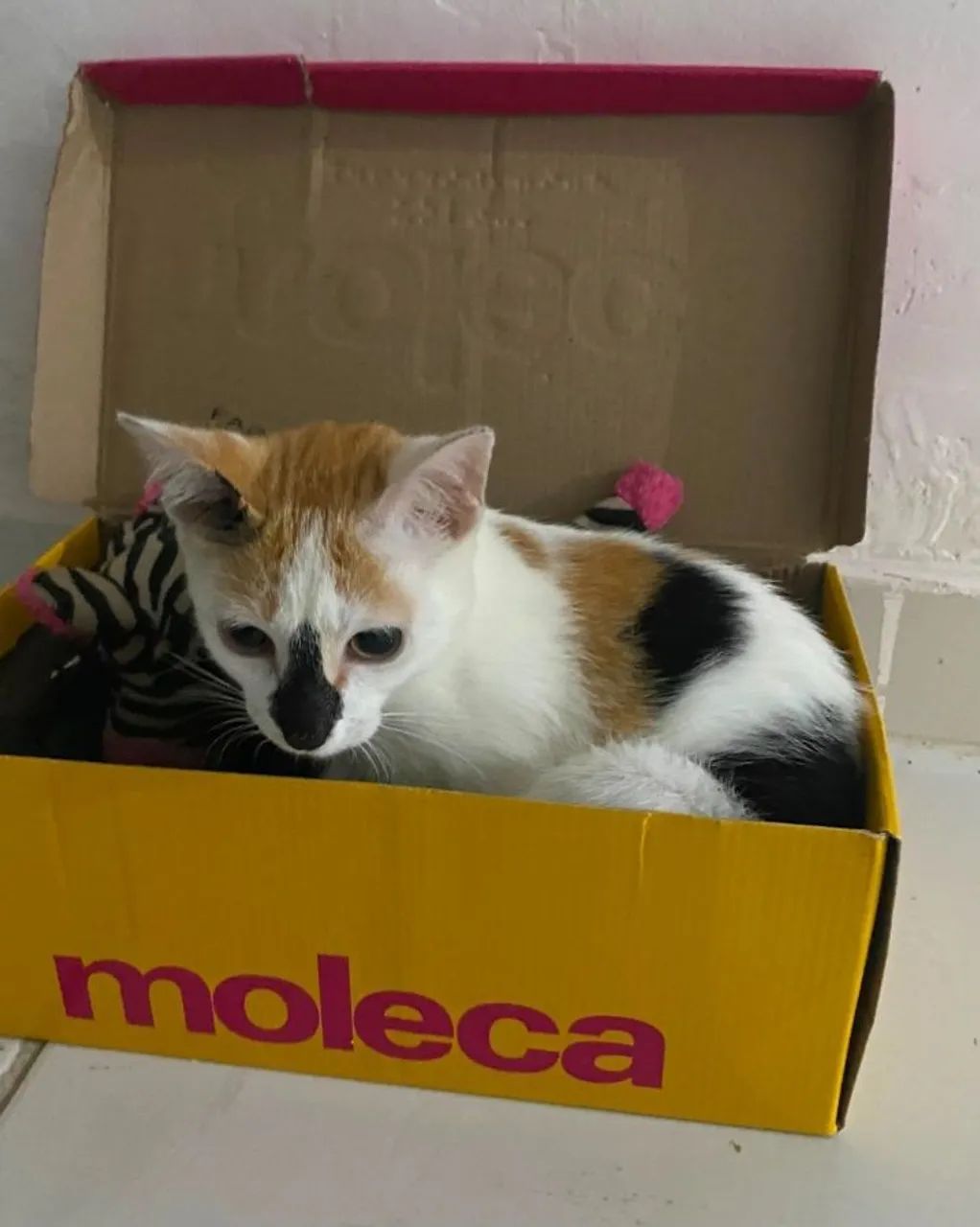 gata para adoção  - Foto 4