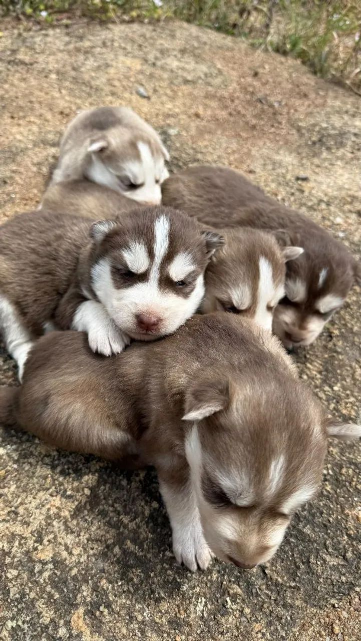 Husky siberiano  - Foto 2