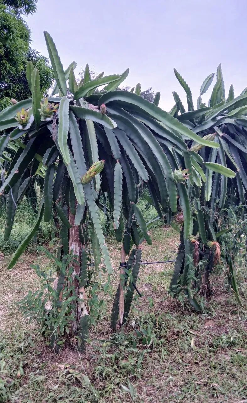 Vendo mudas de pitaya autoferteis  - Foto 3