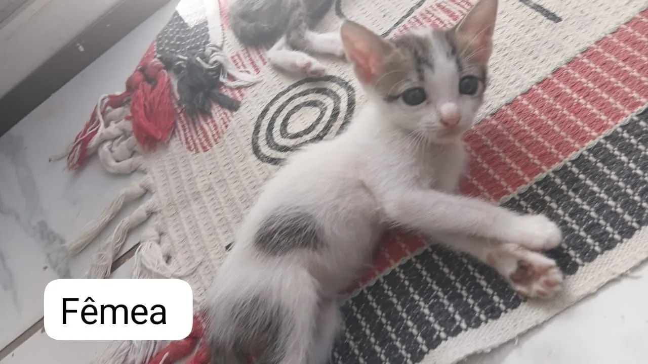 Lindos gatinhos ? - Foto 2