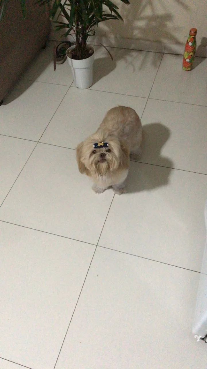 Doação responsável  - Foto 2