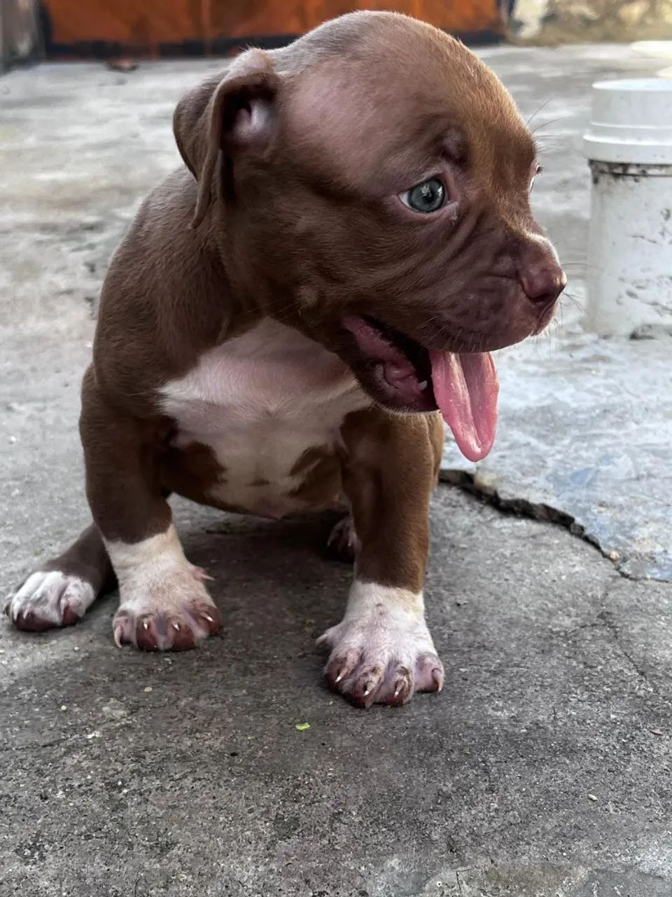 Pit bull - Foto 4