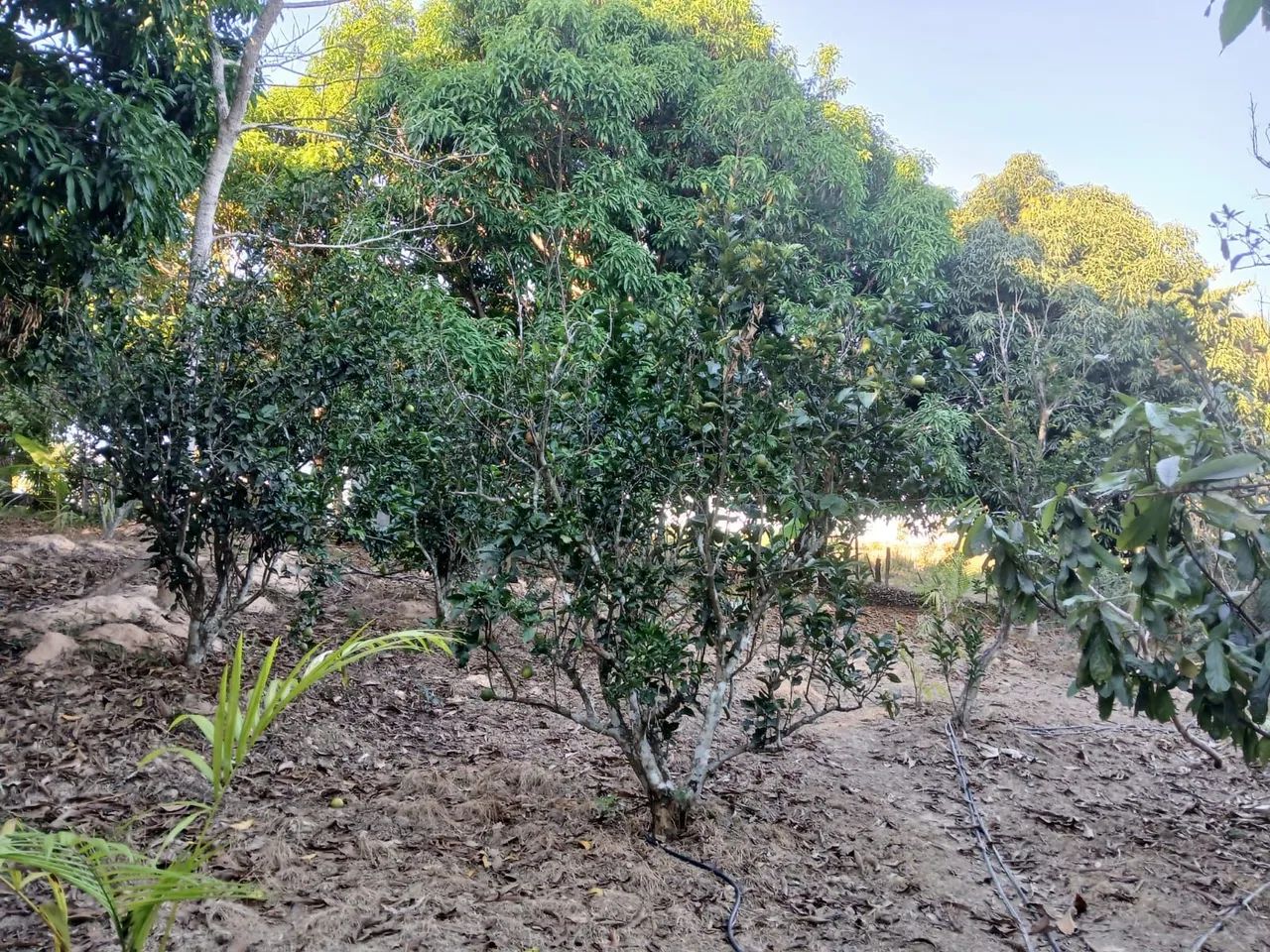 Vende-se chácara na vila sororó ( Cabaceira )  - Foto 2