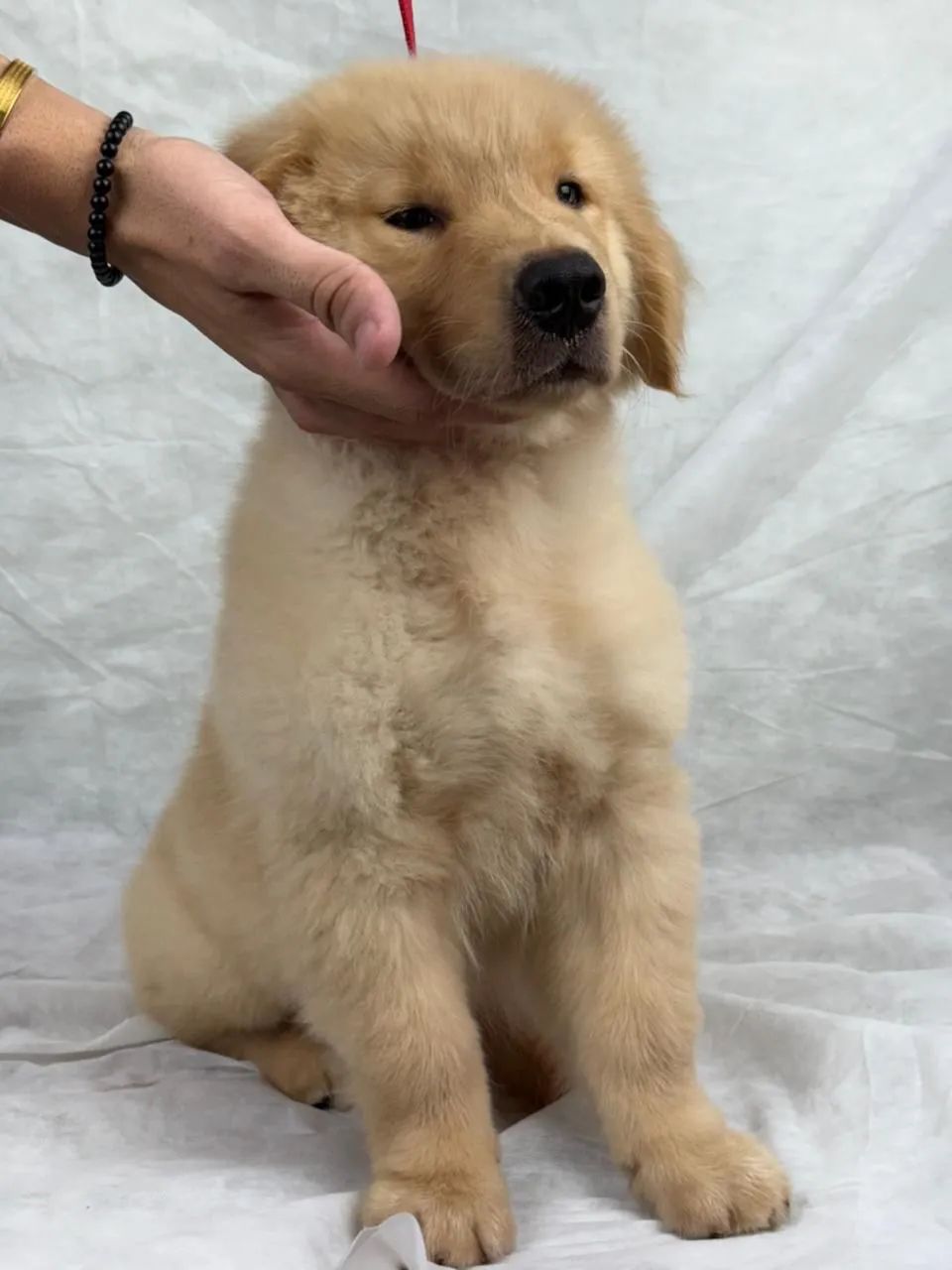 Filhotes de Golden Retriever- Alto Padrão de Qualidade - Foto 5