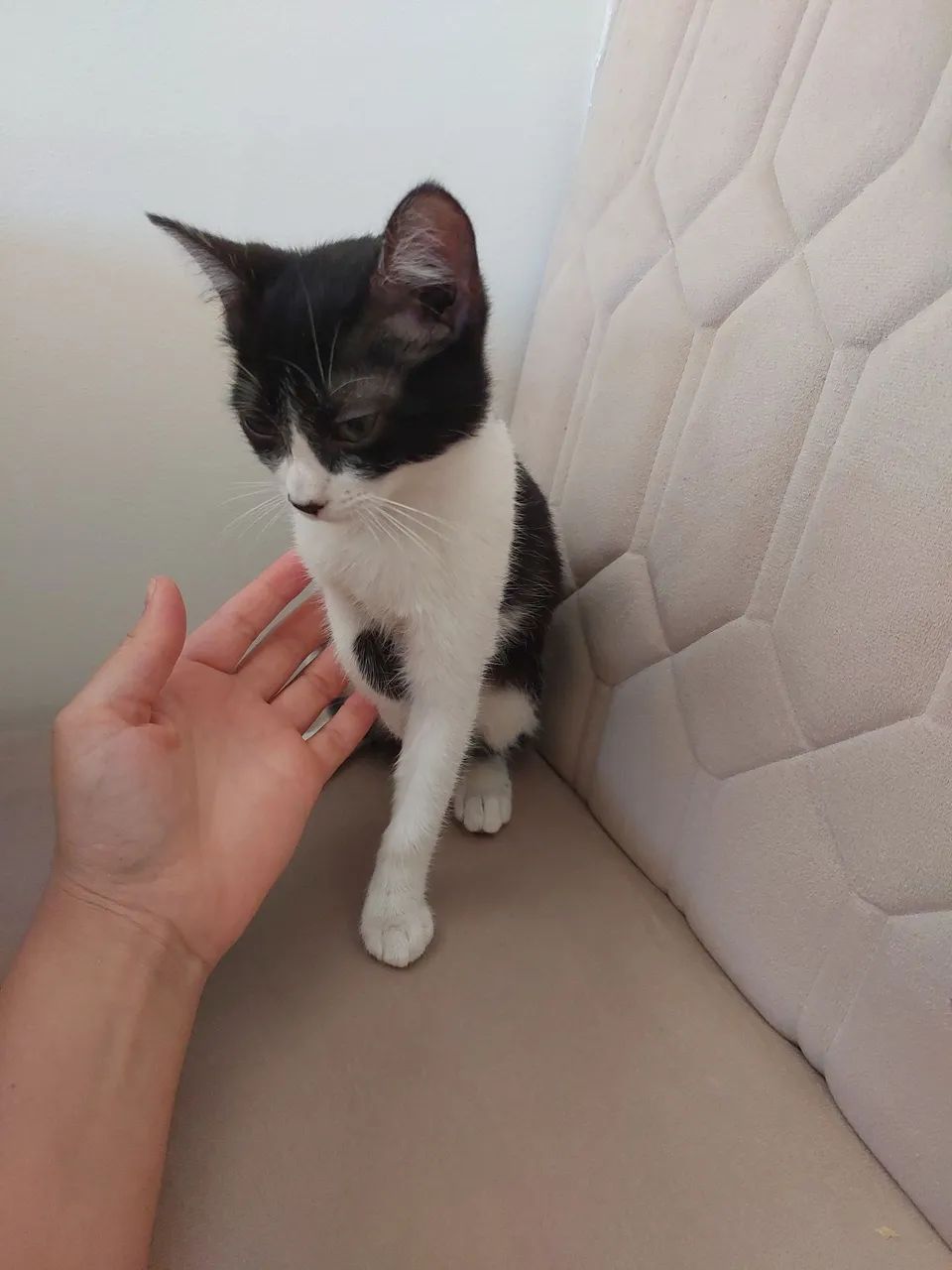 Doação de gatinha  - Foto 5