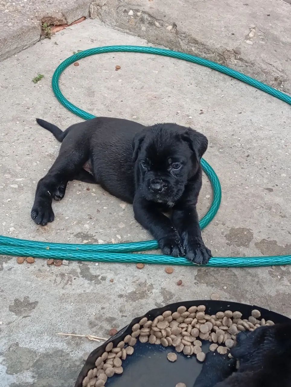 Filhotes de Cane Corso  - Foto 3