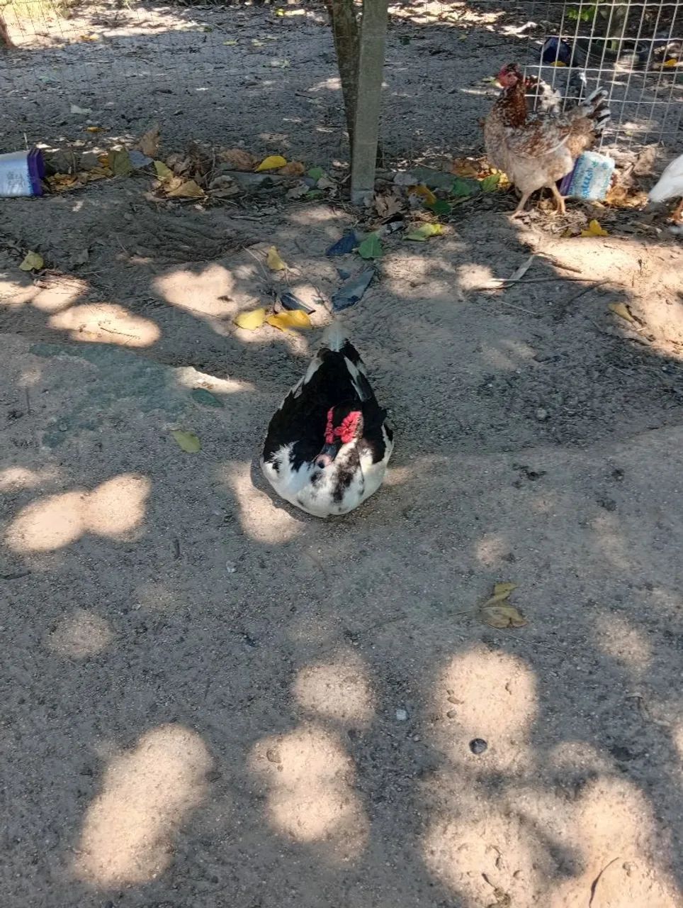 Vendo patos 70 reais. - Foto 4