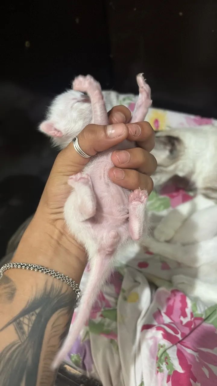 Gatos pra doação  - Foto 5