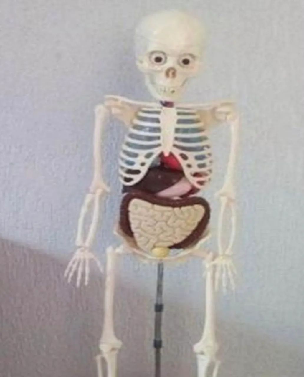 Boneco corpo humano completo salvat