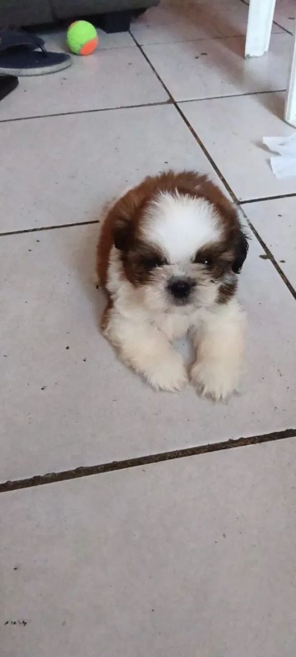 Shihtzu  - Foto 2