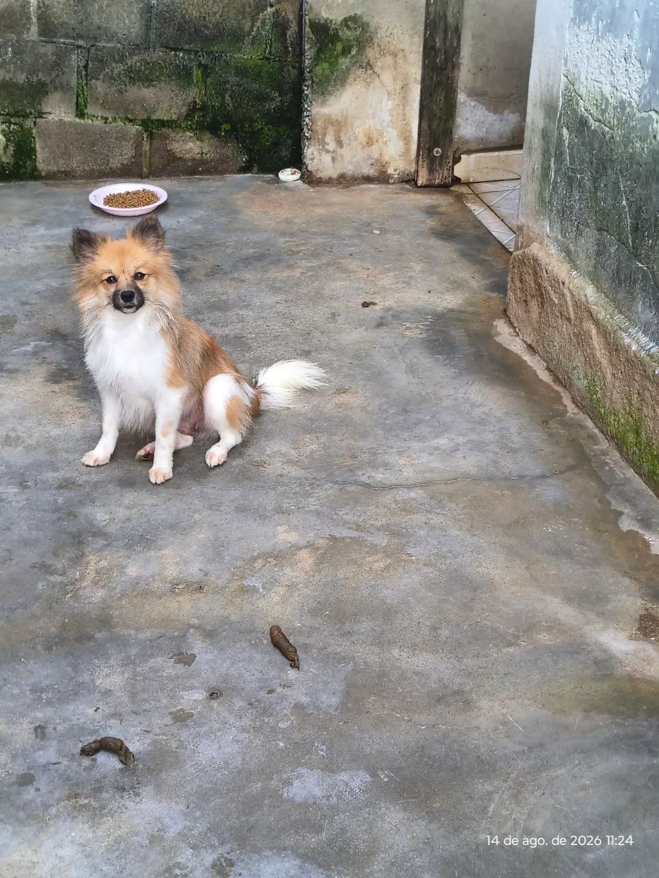 Disponível 3 meses  - Foto 3