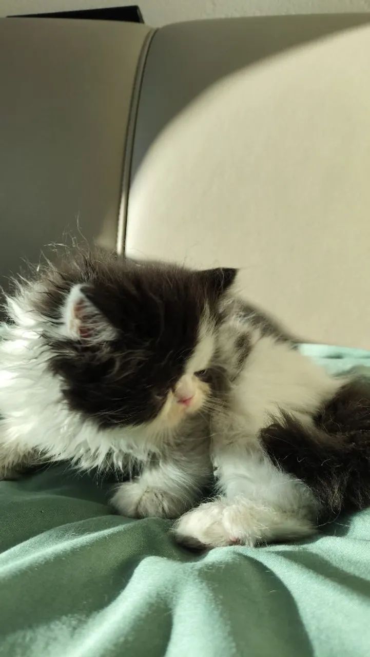 Kitten Persian male65181958326403123