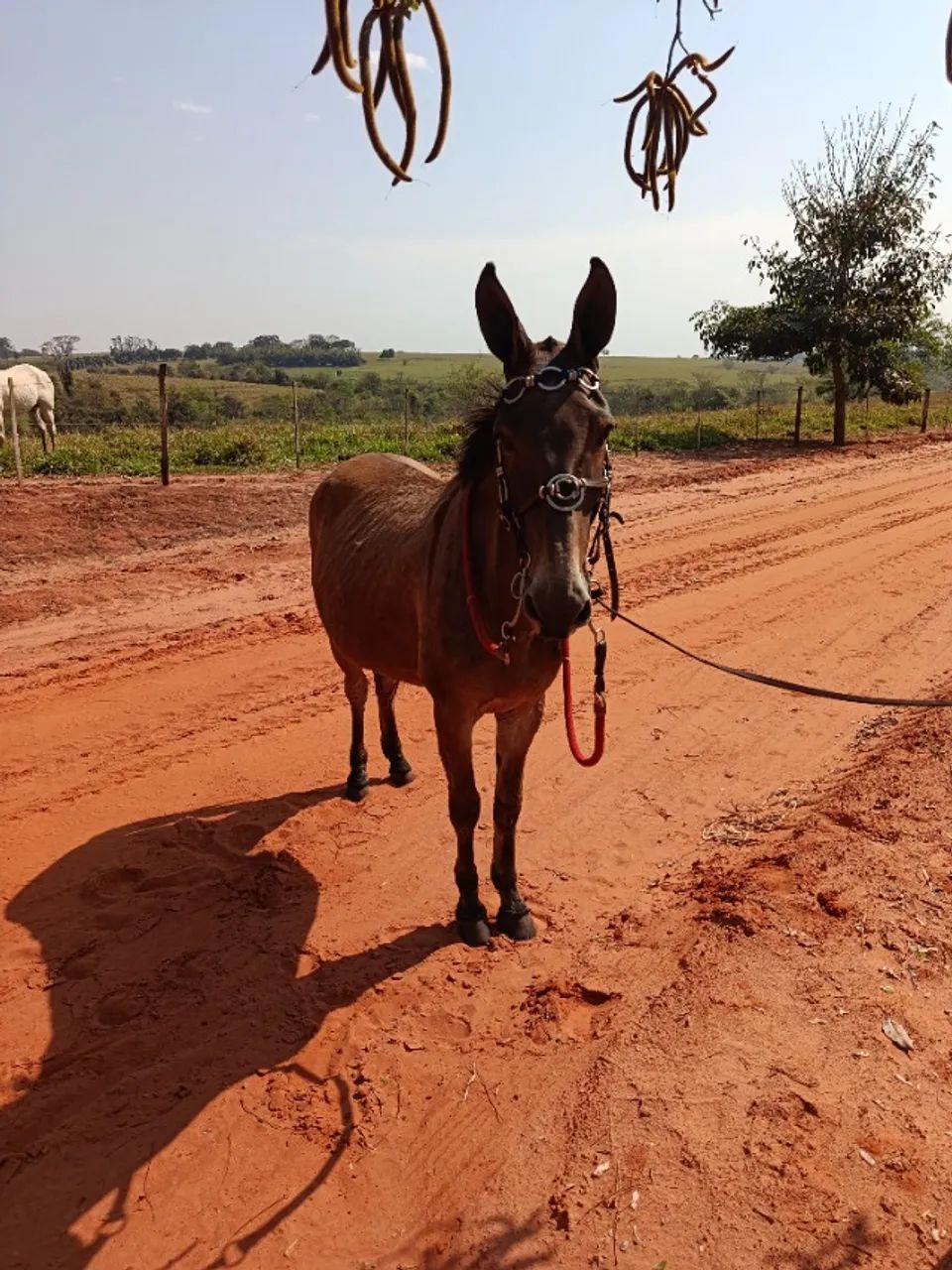 Burro bom e ligeiro  - Foto 4