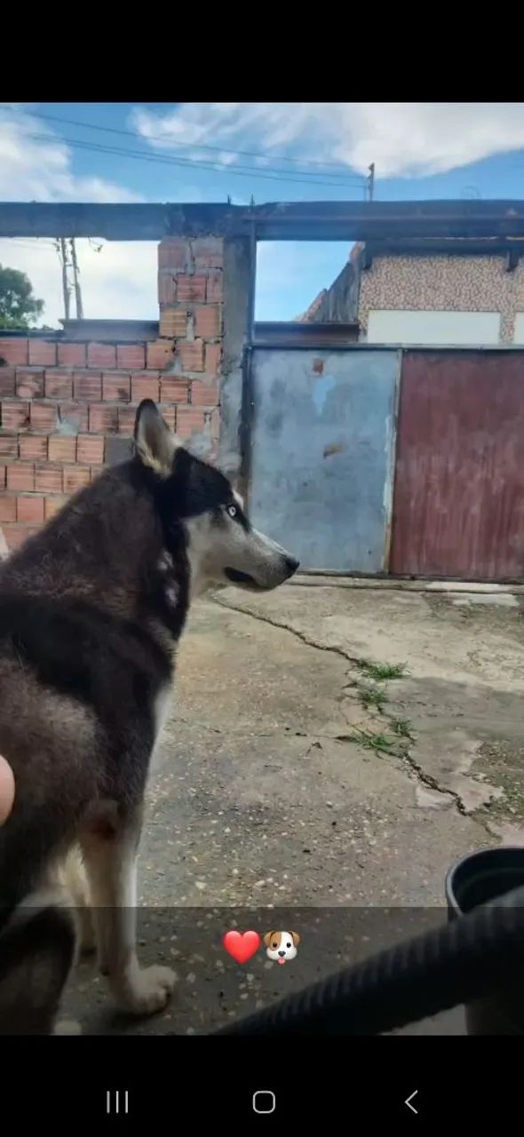 HUSKY SIBERIANO 