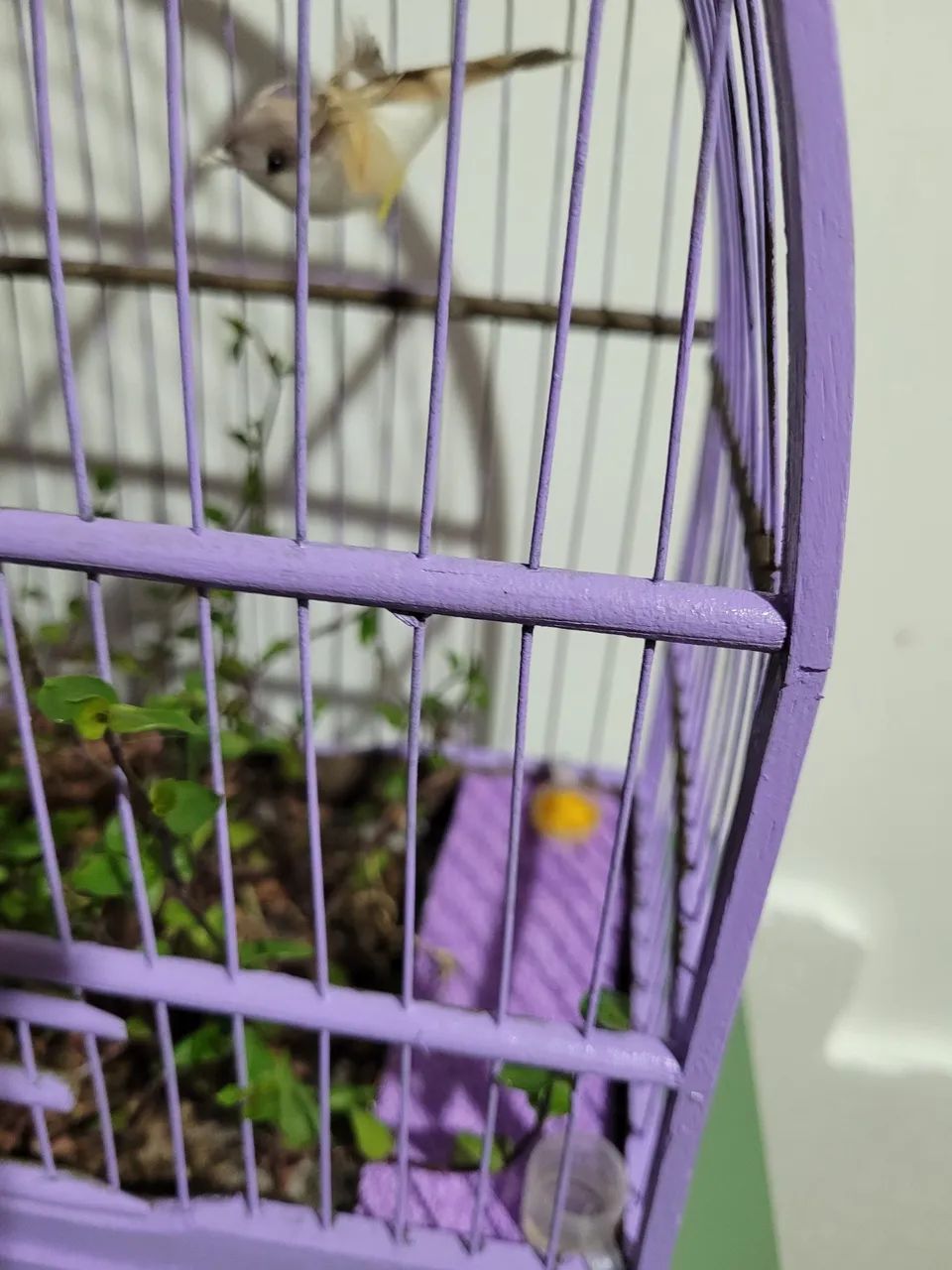 Gaiola com dinheiro em penca - Foto 3