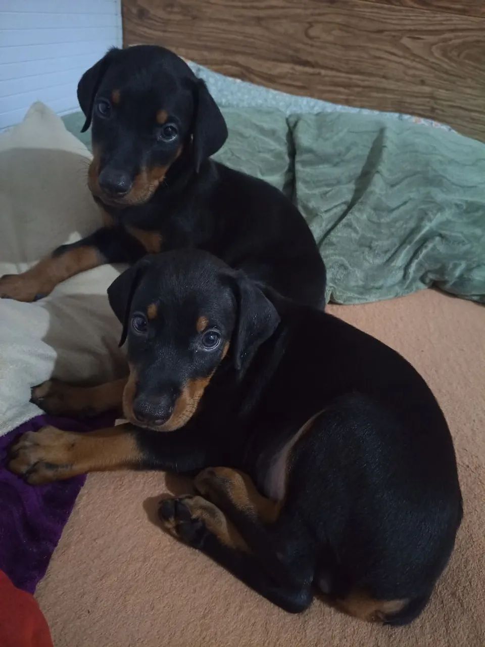 Cachorro  - Foto 4