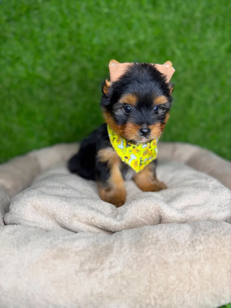 Yorkshire machinho 