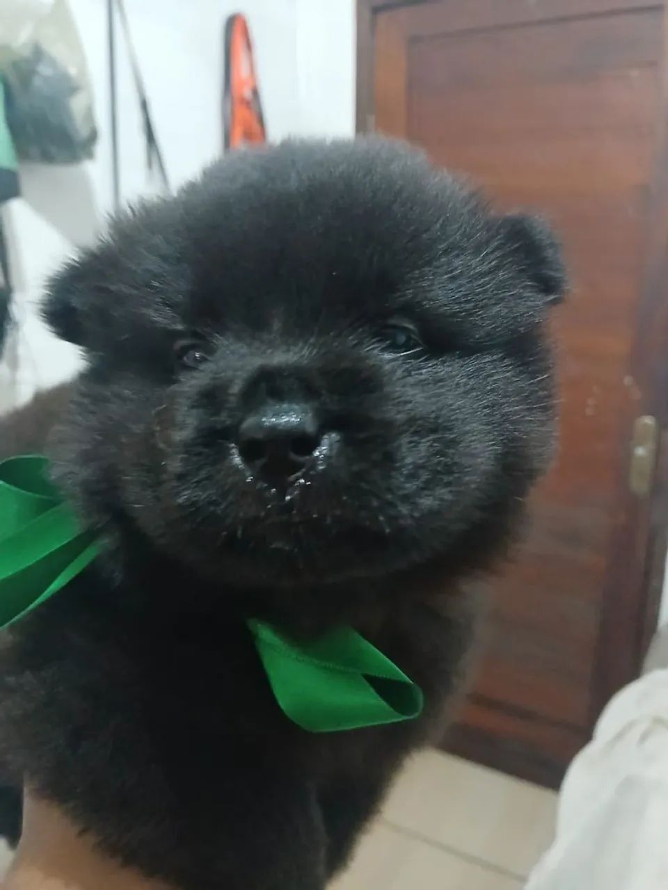 VENDE-SE CACHORROS CHOW CHOW - Foto 3