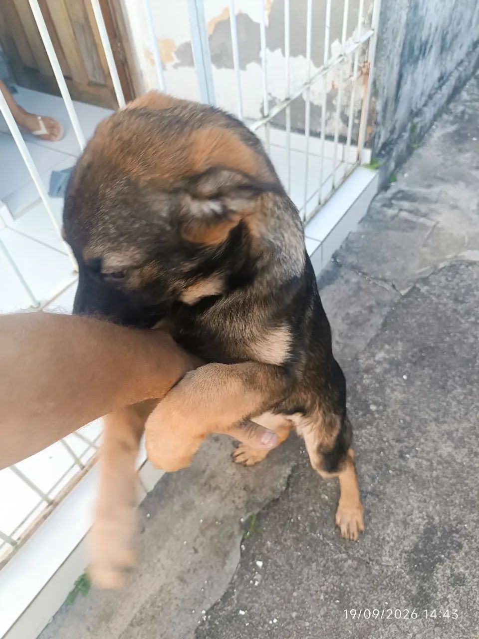Cachorro  - Foto 3